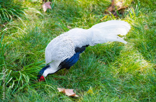 Pheasant -- silver pheasant
