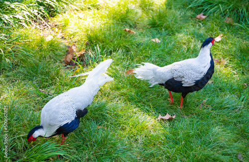 Pheasant -- silver pheasant