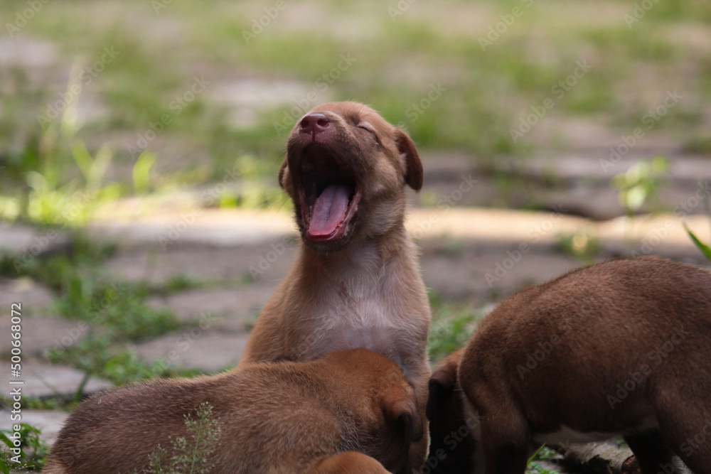 Brown pet dog puppy sitting on the ground puppy yawn dog with open mouth Brown pet dog puppy sitting on the ground puppy yawn dog with open mouth