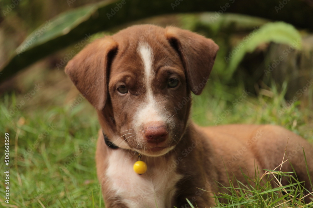 face of young Brown pet dog puppy on the grass 