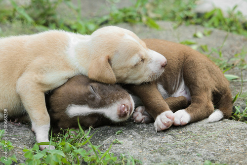 young Brown pet dog puppy cupule sleeping on the ground © tilancmb