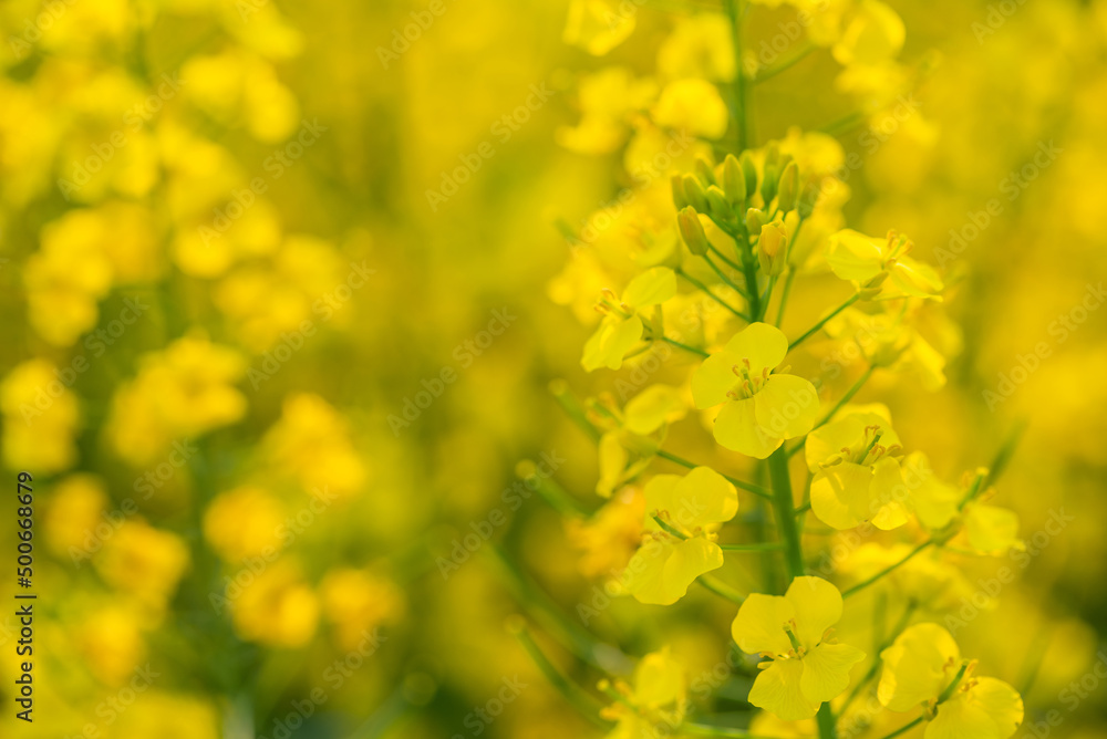 Spring blooming rapeseed flowers background Spring blooming rapeseed flowers background
