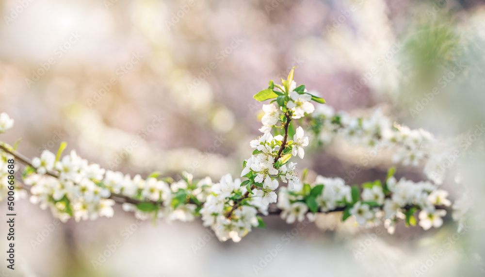 Fototapeta premium white plum blossoms in spring