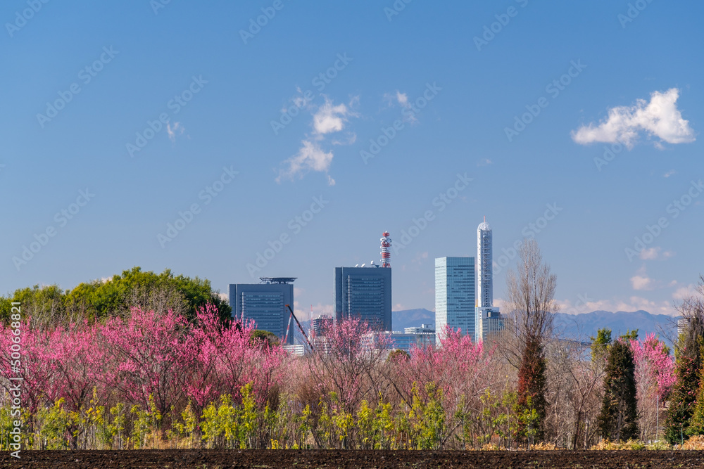 Obraz premium 新都心と畑