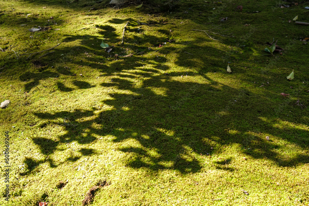 苔の葉影