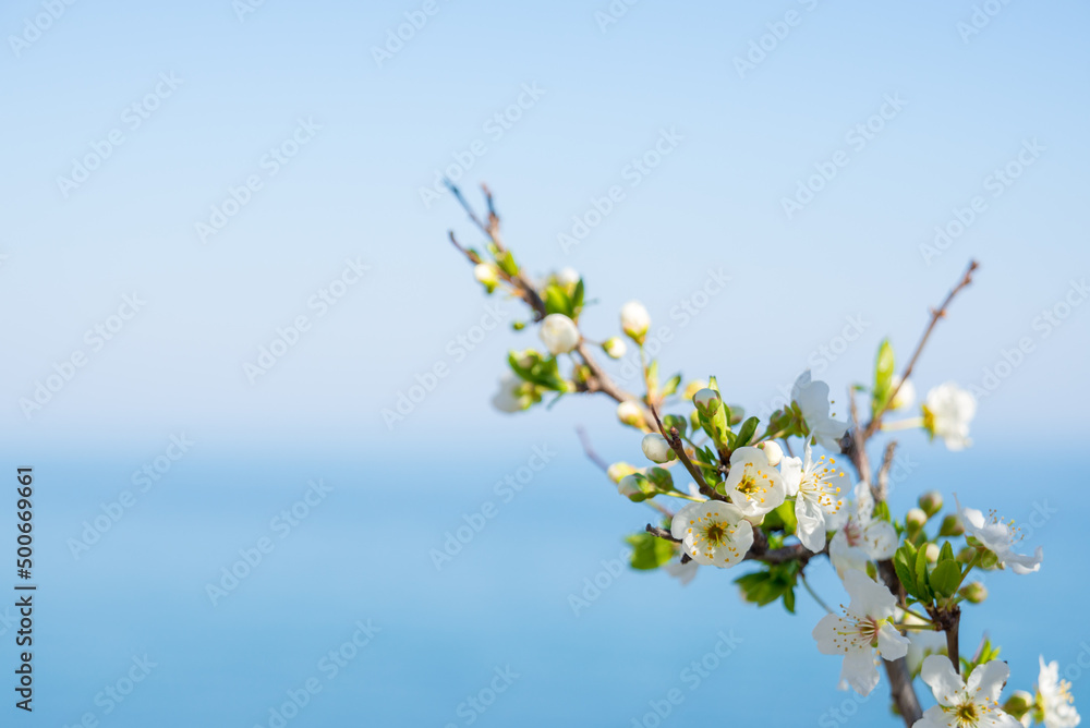 Blossoms over blurred nature background. Spring flowers.Spring background with blue bokeh Blossoms over blurred nature background. Spring flowers.Spring background with blue bokeh