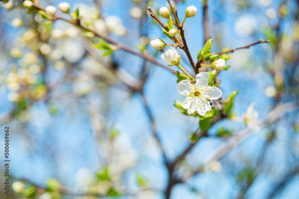 Blossoms over blurred nature background. Spring flowers.Spring background with blue bokeh Blossoms over blurred nature background. Spring flowers.Spring background with blue bokeh