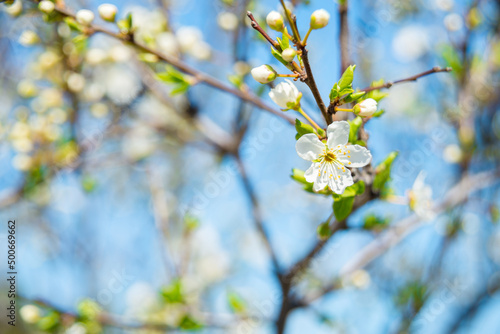 Blossoms over blurred nature background. Spring flowers.Spring background with blue bokeh