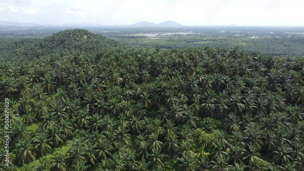 Drone view oil palm tree grow at hill in hot sunny day Drone view oil palm tree grow at hill in hot sunny day