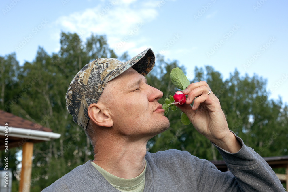 Farmer hand with freshly harvested horse radish vegetable in garden. Farmer hand with freshly harvested horse radish vegetable in garden.