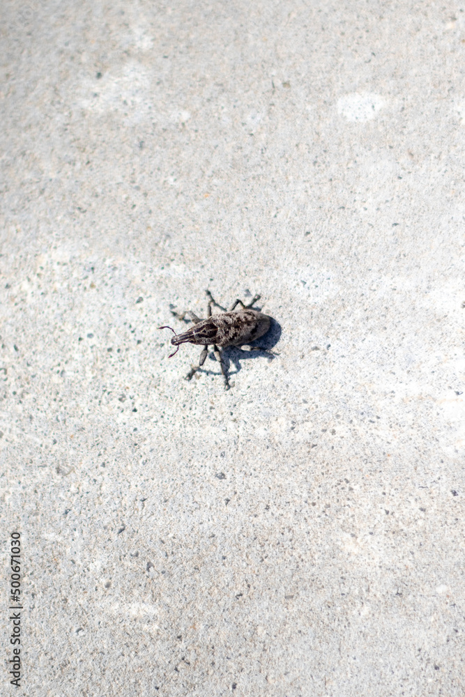 Large pine weevil - Hylobius abietis. In 1915, a weevil attacked the cotton fields of Alabama and destroyed the entire crop. The farmers were on the verge of ruin. Large pine weevil - Hylobius abietis. In 1915, a weevil attacked the cotton fields of Alabama and destroyed the entire crop. The farmers were on the verge of ruin.