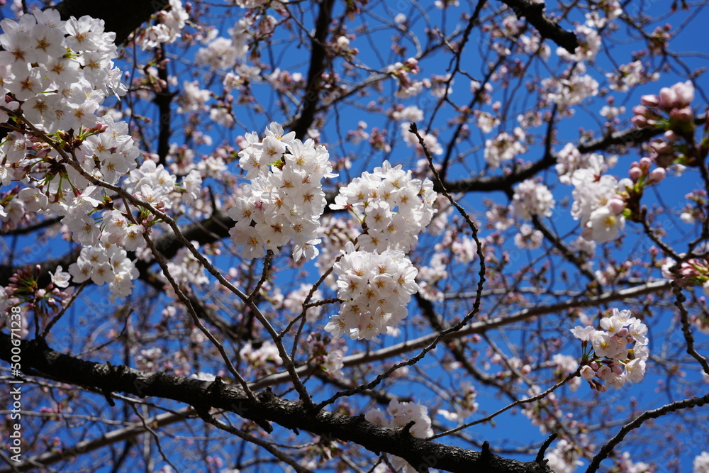 満開の桜の木　画面いっぱい