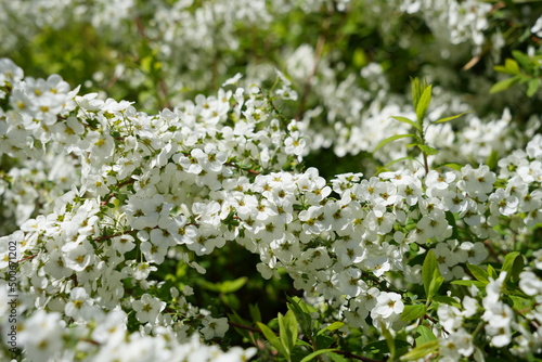ユキヤナギの群生 白い花