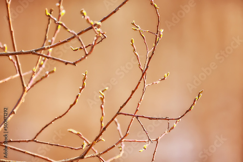 spring branches shoots leaves seasonal background
