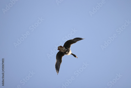 geese flock against the sky freedom wildlife birds