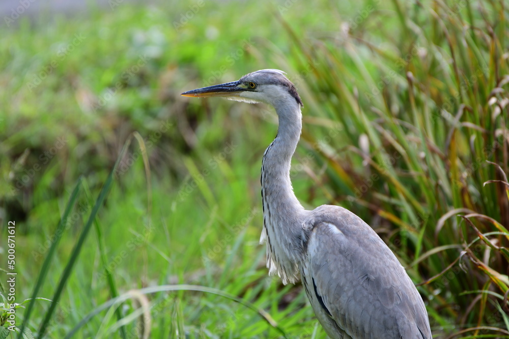 雨上がりの草地のアオサギ Gray heron in the grassland after the rain 雨上がりの草地のアオサギ Gray heron in the grassland after the rain