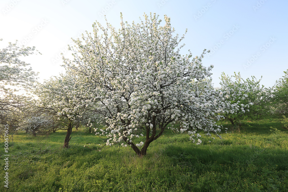 Fototapeta premium blooming apple orchard spring background branches trees flowers nature