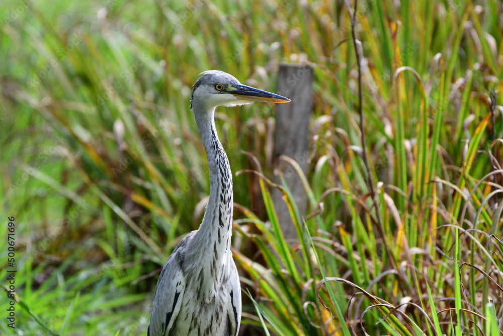 雨上がりの草地のアオサギ Gray heron in the grassland after the rain 雨上がりの草地のアオサギ Gray heron in the grassland after the rain