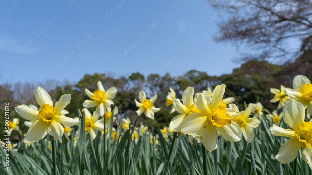 スイセンの花”Daffodils”