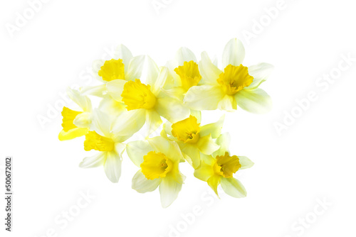 yellow daffodil isolated on a white background © PanArt