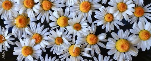 texture background flowers chamomile white top view summer daisy