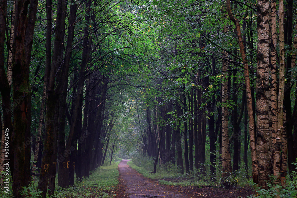 Obraz premium landscape spring forest background nature