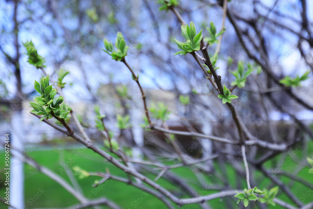 spring branches shoots leaves seasonal background spring branches shoots leaves seasonal background