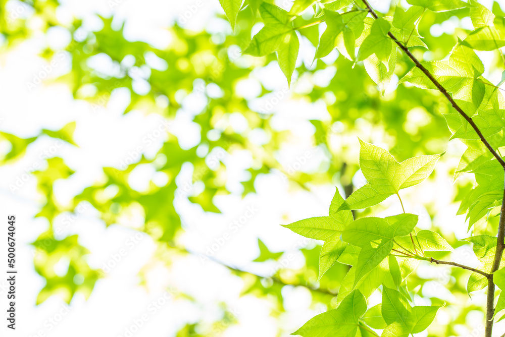 Spring green maple leaves background