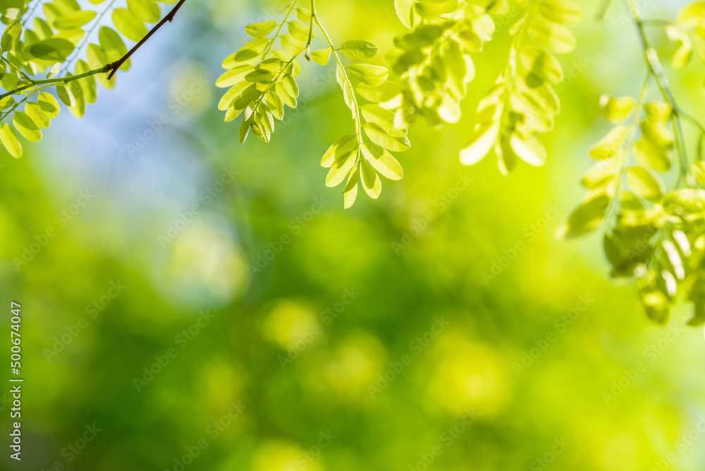 Spring green rosewood leaves Spring green rosewood leaves