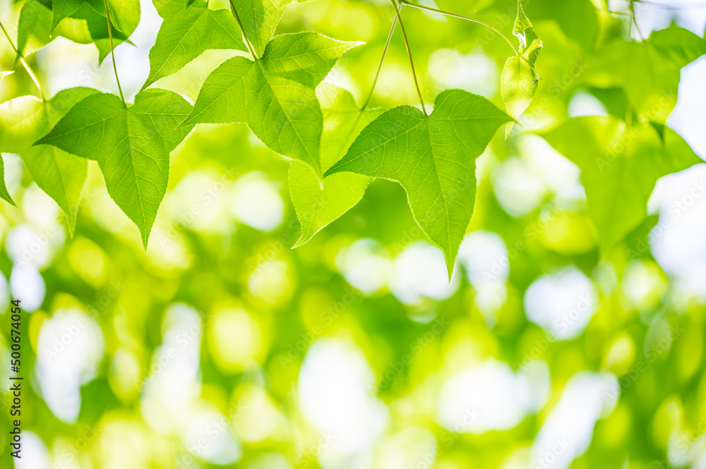 Spring green maple leaves background Spring green maple leaves background