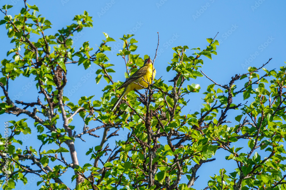 Singing Yellow wagtail sitting on tree branch Singing Yellow wagtail sitting on tree branch