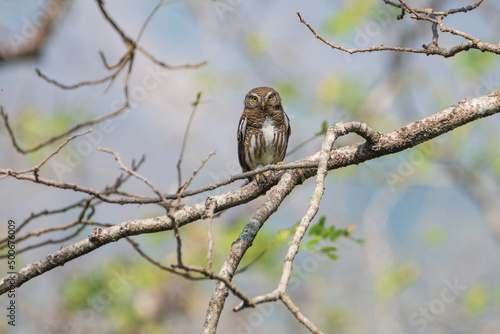 Asian Barred Owlet on a branch.