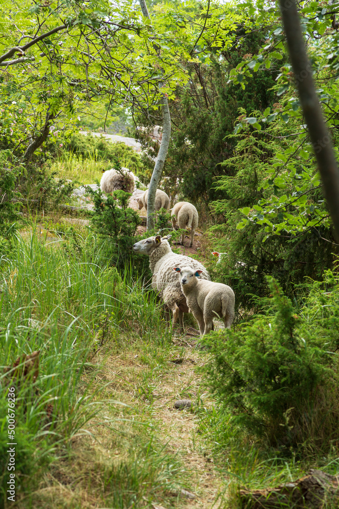 Obraz premium Flock of sheep in a lush forest along the nature trail at Järsö in Åland Islands, Finland, in the summer.