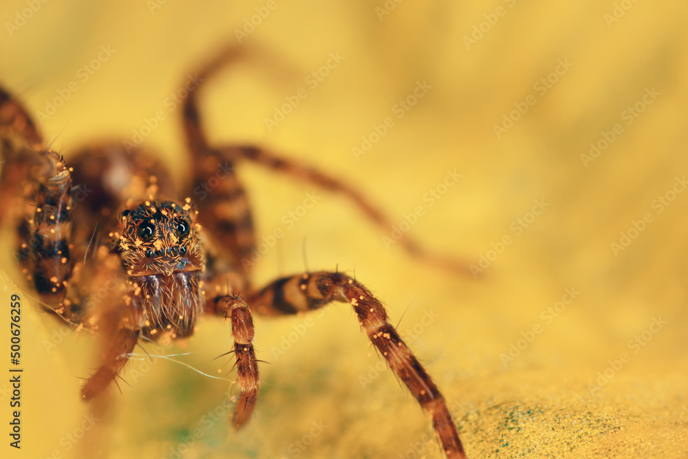 spider macro insect increase in detail spider macro insect increase in detail
