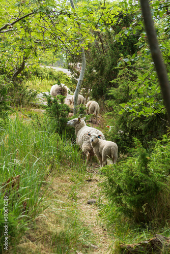 Flock of sheep in a lush forest along the nature trail at Järsö in Åland Islands, Finland, in the summer.