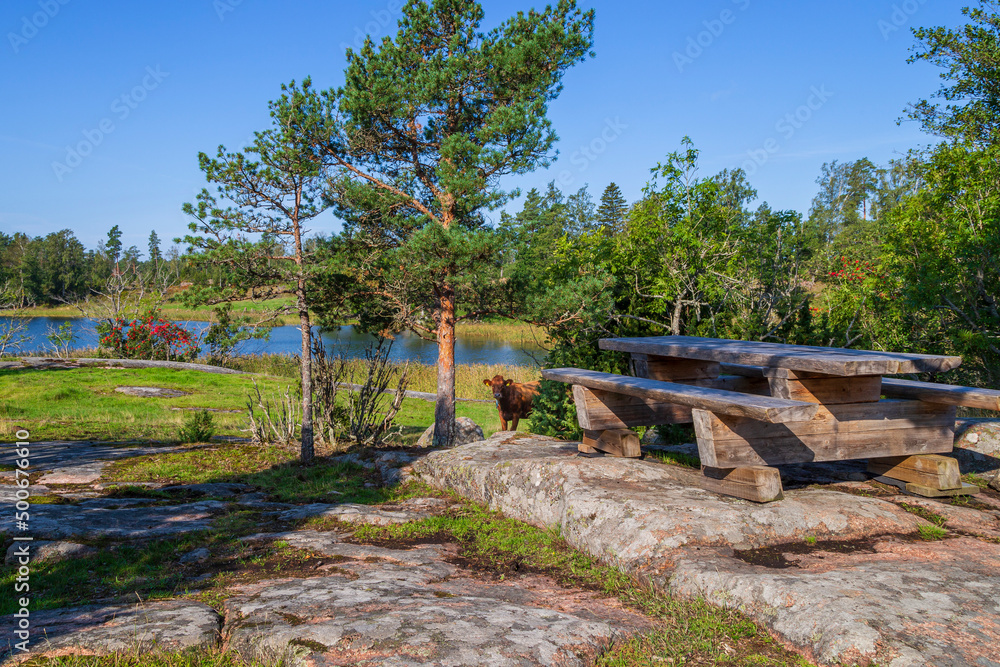 A cow, wooden picnic table and beautiful landscape with ocean view along the nature trail at the Höckböleholmen nature reserve in Åland Islands, Finland, on a sunny day in the summer.