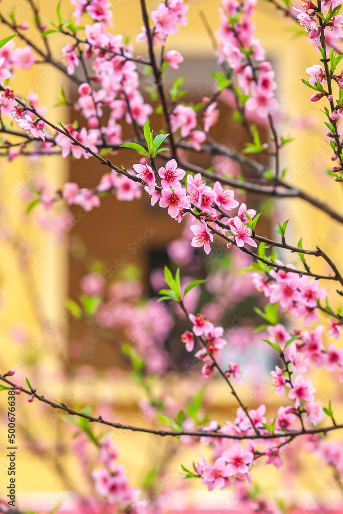 Blooming peach cherry next to a cream wall with a window. Blooming peach cherry next to a cream wall with a window.