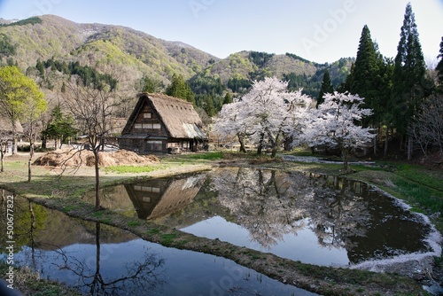 Hida, Japan - April 22, 2022 : Thatched roof or gassho-zukuri house and cherry blossoms in full bloom. 