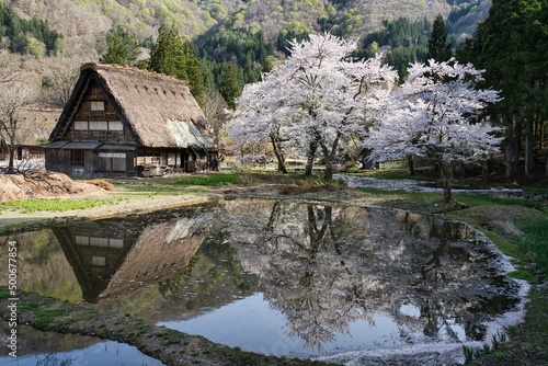 Hida, Japan - April 22, 2022 : Thatched roof or gassho-zukuri house and cherry blossoms in full bloom. 
