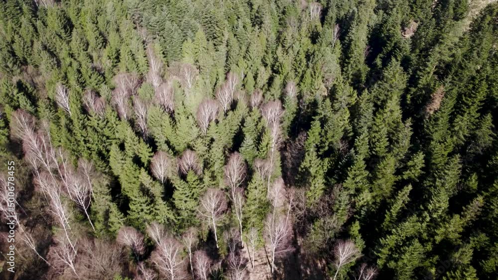 Las widok z góry dron 4k przyroda Las widok z góry dron 4k przyroda