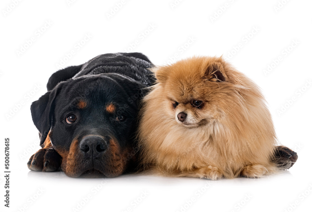 Obraz premium rottweiler and spitz in studio