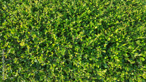 Fukien Tea, Philippine Tea, tree background, grass, close-up background © namsom1988