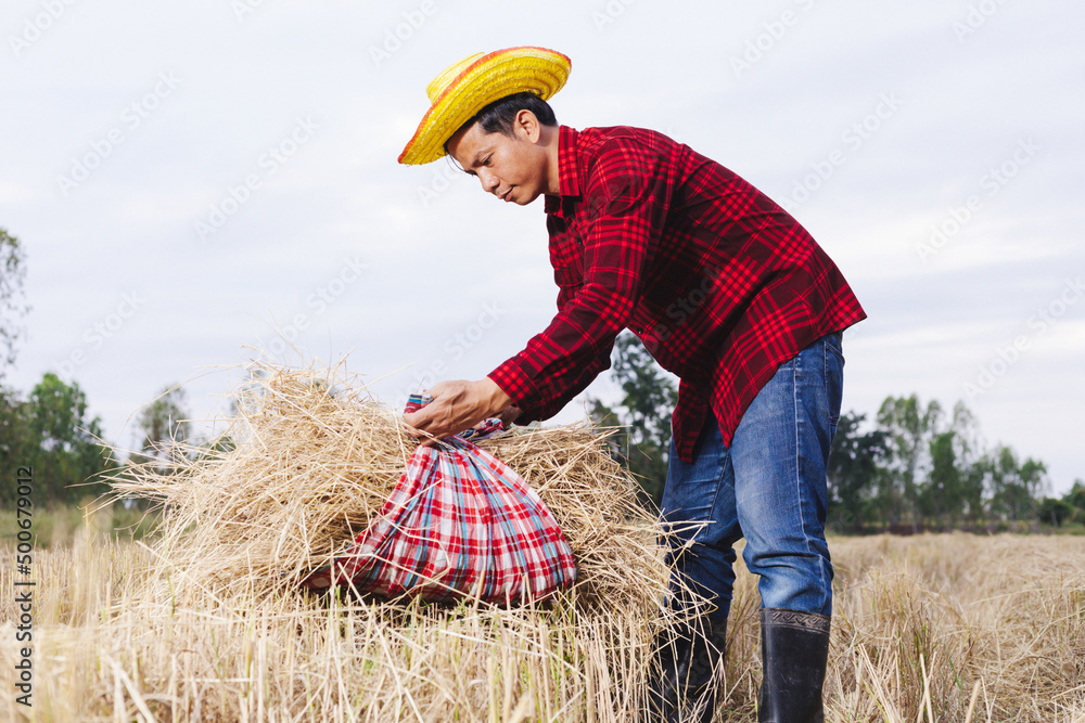 Asian farmer with rice stubble in the field Asian farmer with rice stubble in the field