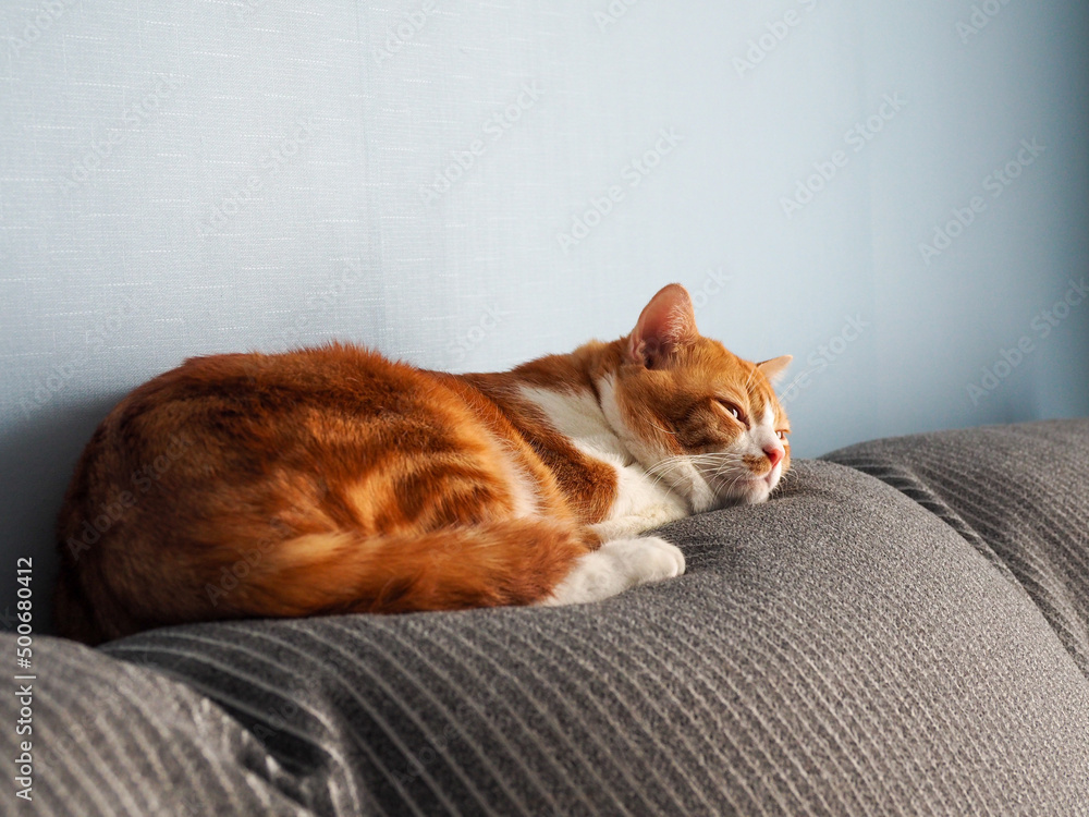 Orange cat sleeping comfortably. Feel safe to sleep. warm caring home Orange cat sleeping comfortably. Feel safe to sleep. warm caring home