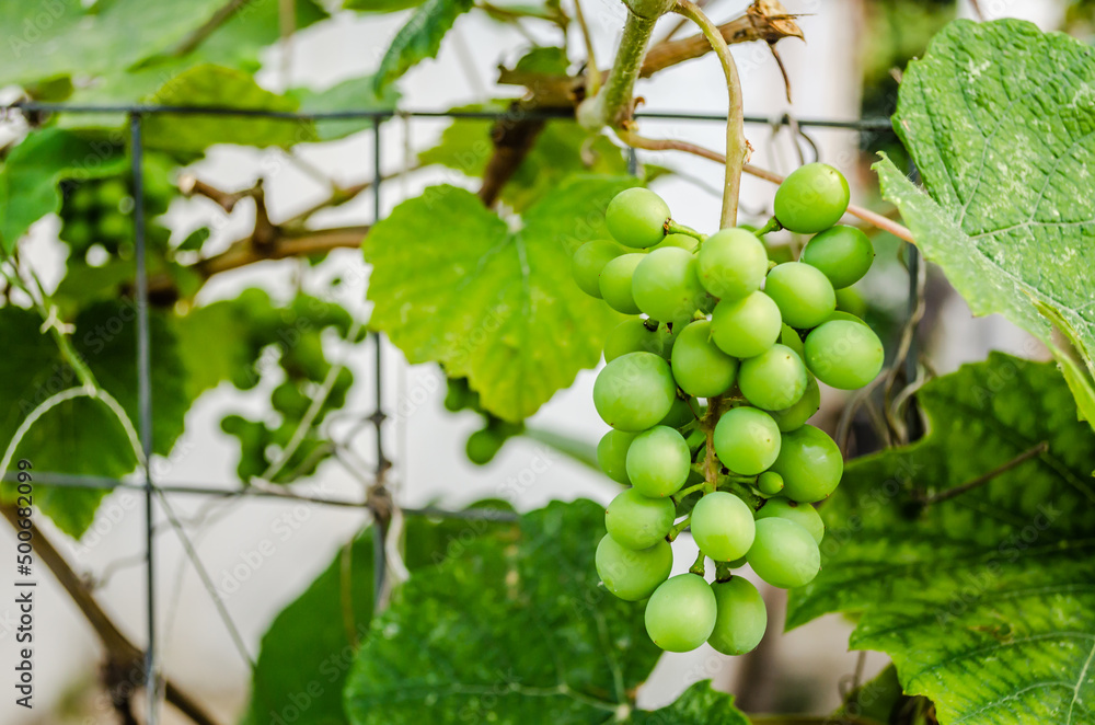 Grapevine with large unripe grape fruits. Grapevine with large unripe grape fruits.