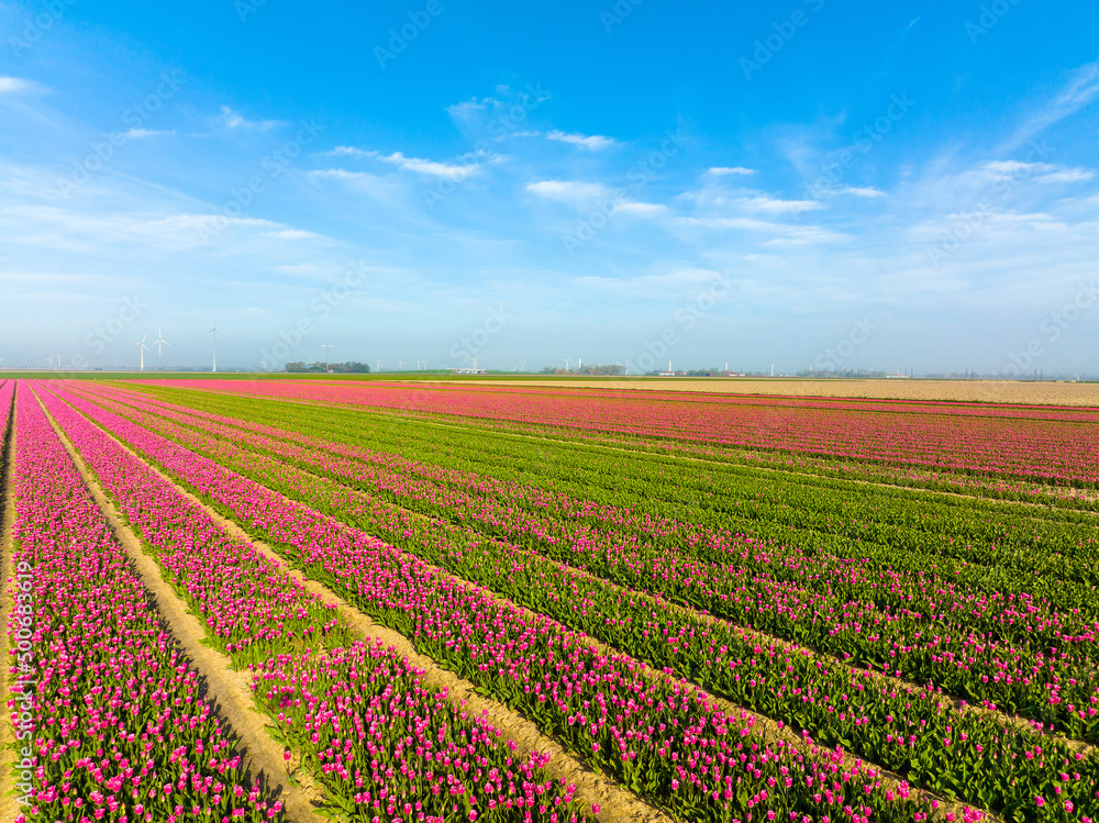 Pink Tulips field in The Netherlands, Aerial view