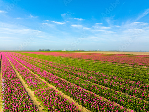 Pink Tulips field in The Netherlands, Aerial view