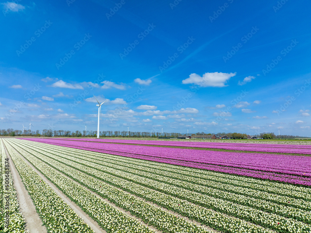 Rows of Pink and White tulips in Flevoland The Netherlands, Aerial view.