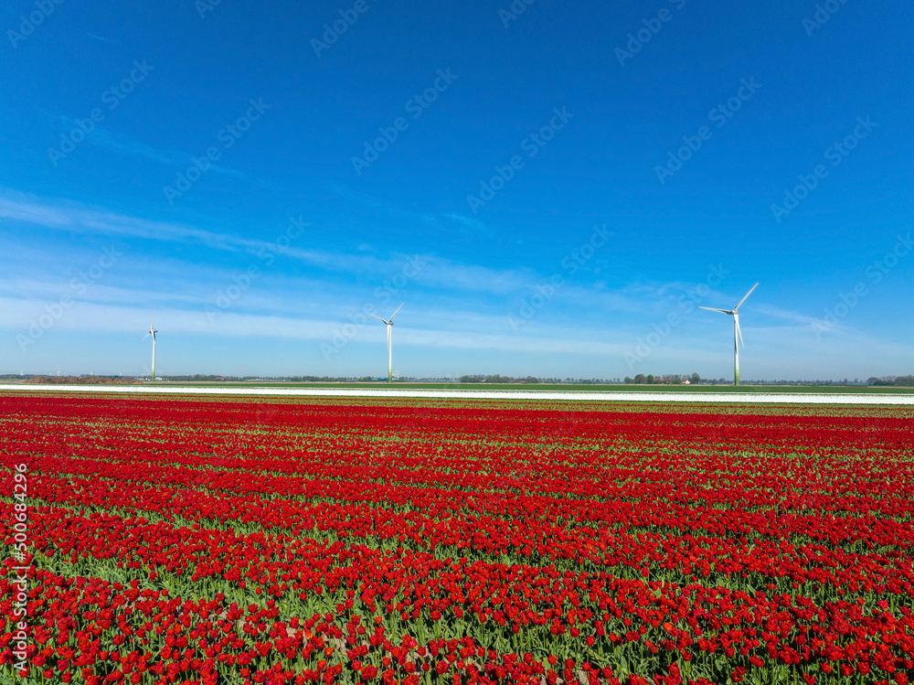 Rows of Red tulips and a wind turbine in Flevoland The Netherlands, Aerial view.