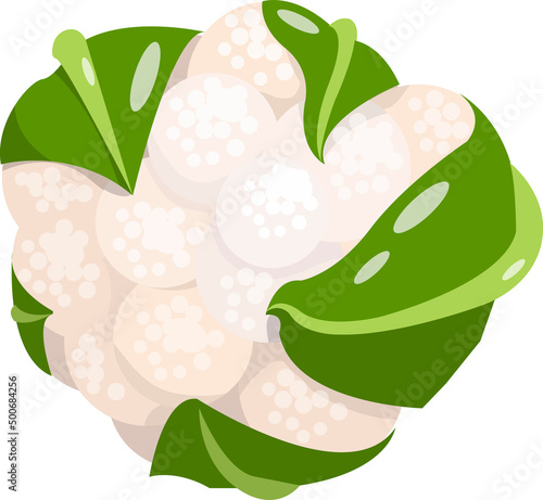 cauliflower. Flat design vector illustration of cauliflower on white background